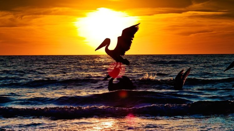 sunset, Birds, Sea HD Wallpaper Desktop Background