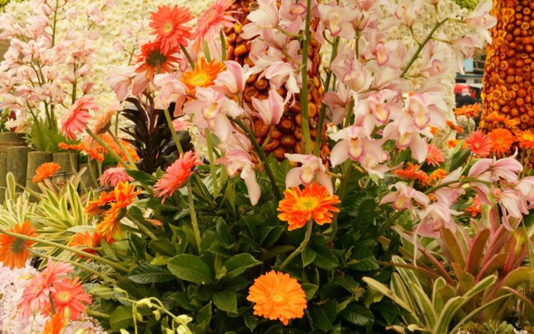 nature, Flowers, Plants HD Wallpaper Desktop Background