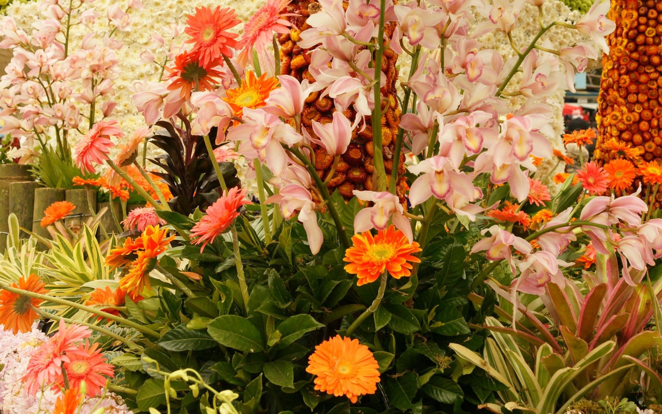 nature, Flowers, Plants Wallpaper