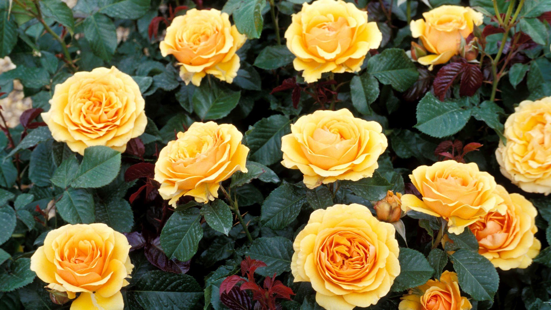roses, Yellow, Rose, Yellow, Flowers Wallpaper