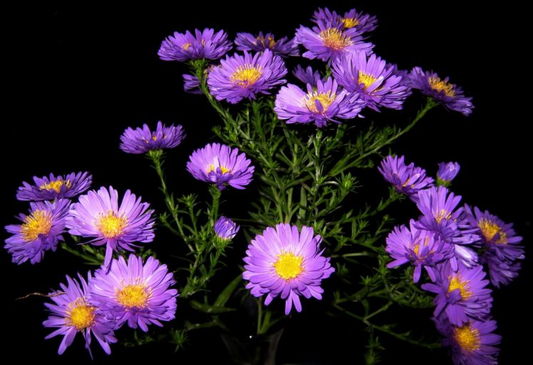 asters, Violet, Flowers HD Wallpaper Desktop Background