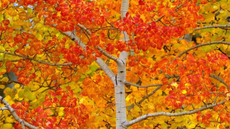autumn, Tree HD Wallpaper Desktop Background