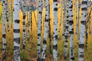 autumn, Aspen, Trunks, Trees, Forest