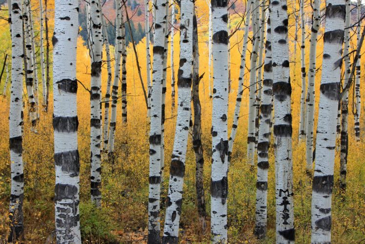 autumn, Aspen, Trunks, Trees, Forest HD Wallpaper Desktop Background