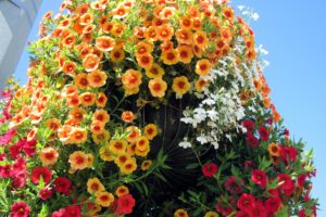 calibrachoa, Many, Orange, Flowers