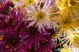 chrysanthemums, Closeup, Wine, Color, Flowers