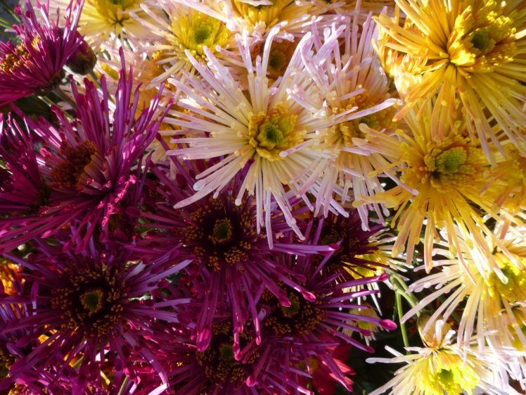 chrysanthemums, Closeup, Wine, Color, Flowers HD Wallpaper Desktop Background
