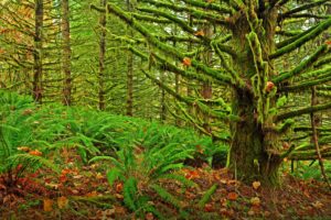 eugene, Oregon, Moshisty, Forest, Landscape, Moss, Fern
