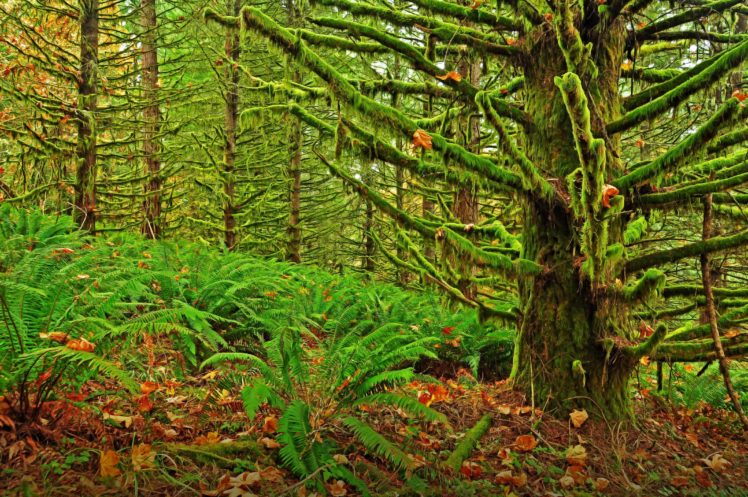 eugene, Oregon, Moshisty, Forest, Landscape, Moss, Fern HD Wallpaper Desktop Background