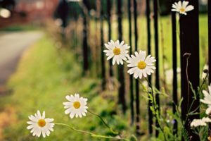 fence, Flower