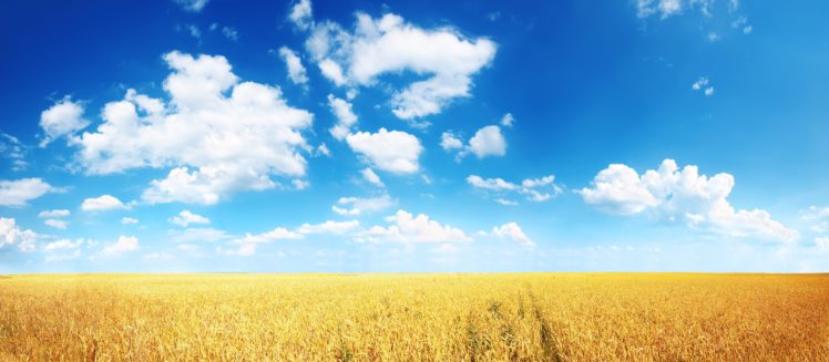 field, Ears, Plain, Wheat, Cornfield HD Wallpaper Desktop Background