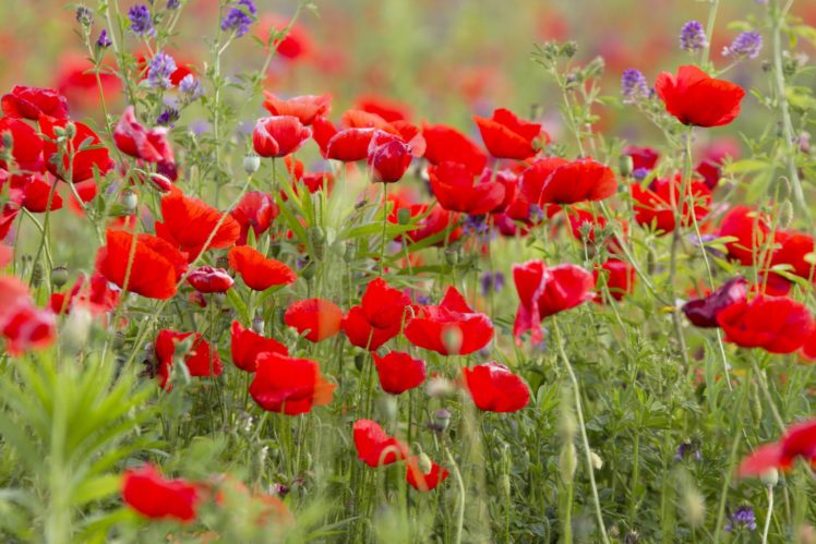 field, Poppies, Poppy HD Wallpaper Desktop Background