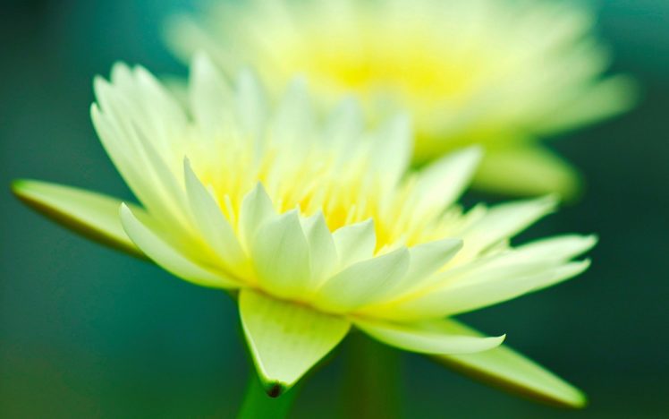 flower, Flower, Macro, Yellow, Bokeh, Macro HD Wallpaper Desktop Background