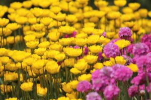 flowers, Field, Pink, Yellow