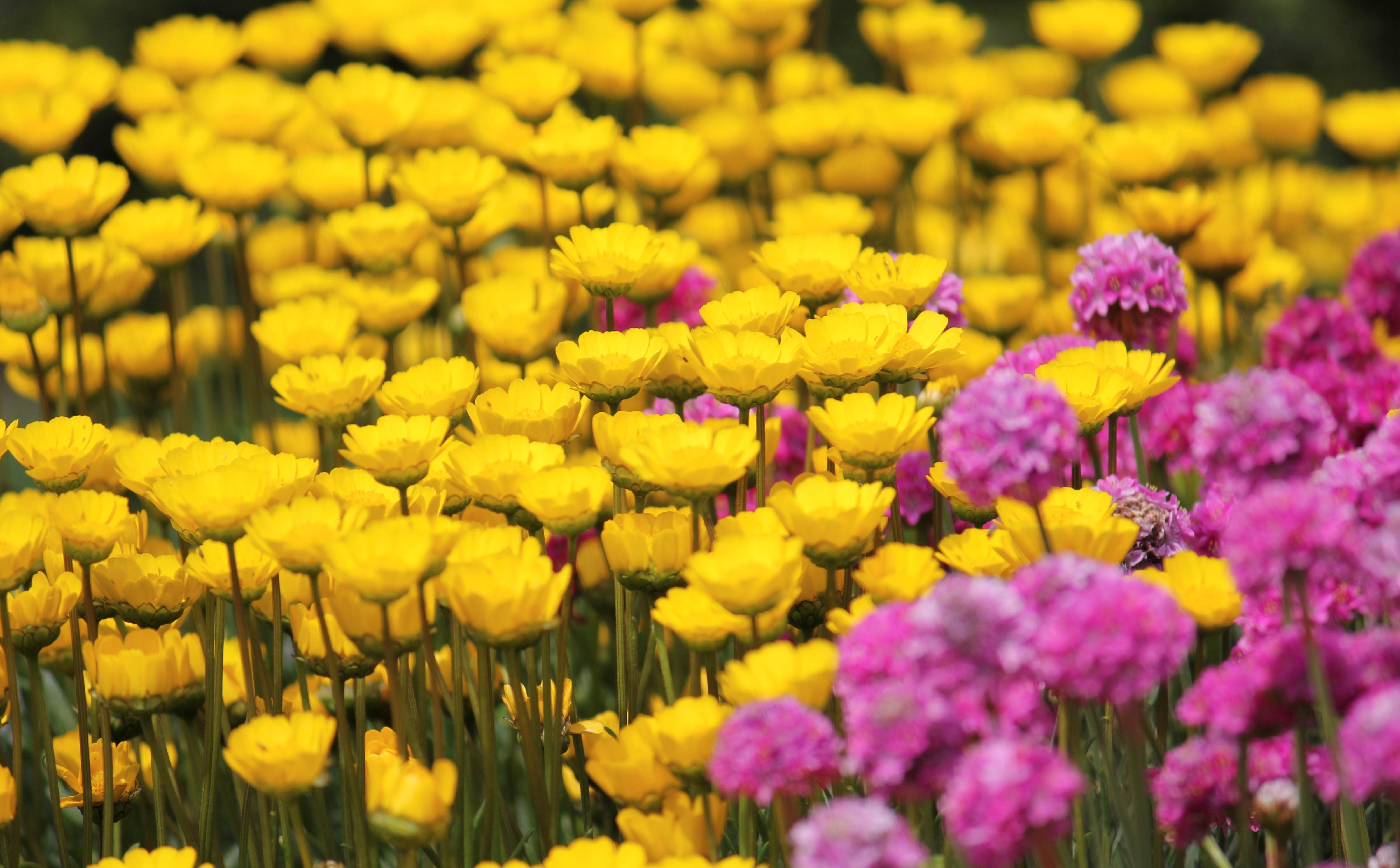 flowers, Field, Pink, Yellow Wallpaper