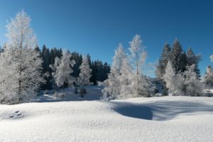 forest, Frost, Trees, Snow, Winter