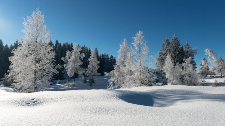 forest, Frost, Trees, Snow, Winter HD Wallpaper Desktop Background