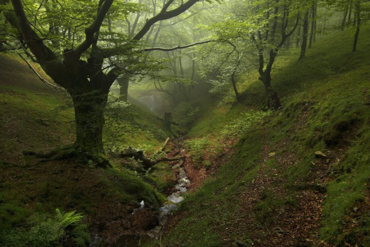 forest, Fog, Trees, Nature, Gg HD Wallpaper Desktop Background
