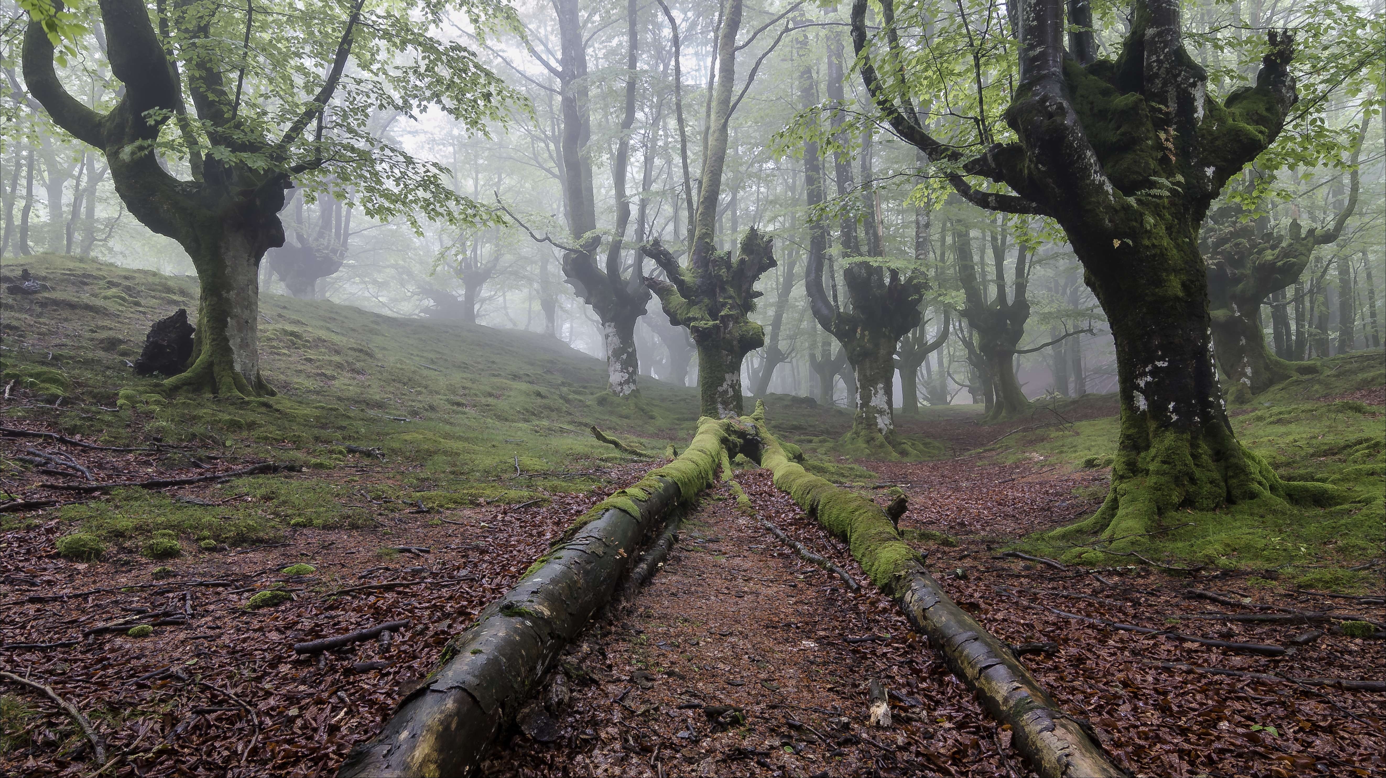 forest, Fog, Trees, Nature Wallpaper