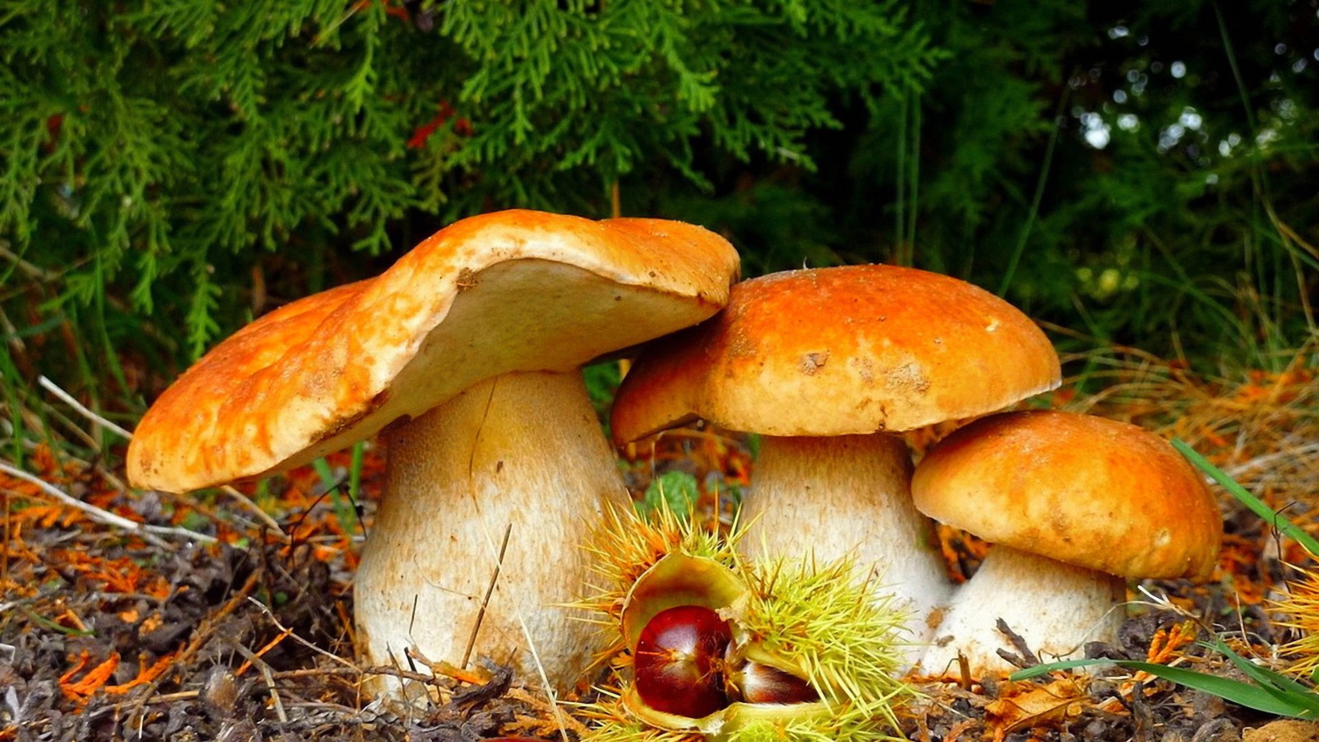 forest, Mushroom Wallpaper