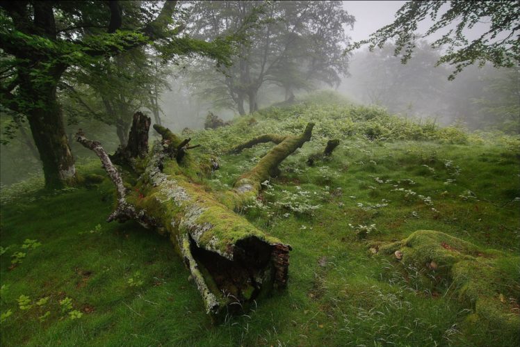 forest, Fog, Trees, Nature HD Wallpaper Desktop Background