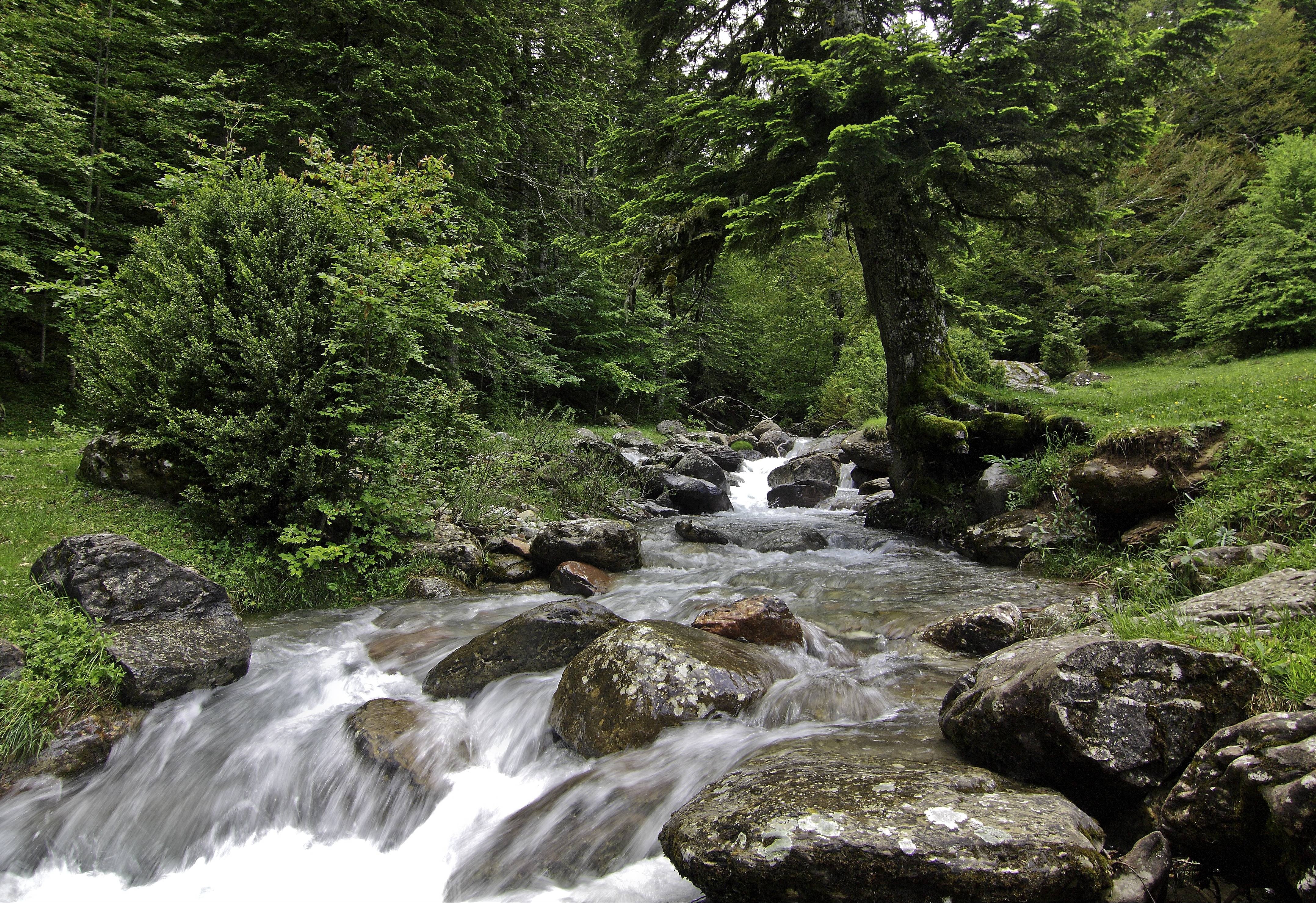 forest, River, Rocks, Landscape, Waterfall Wallpaper