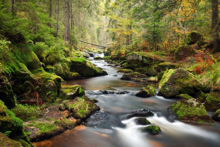 forest, River, Trees, Landscape HD Wallpaper Desktop Background