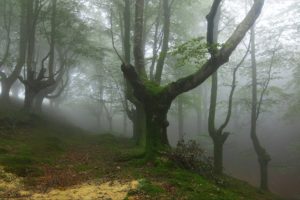 forest, Trees, Fog, Nature