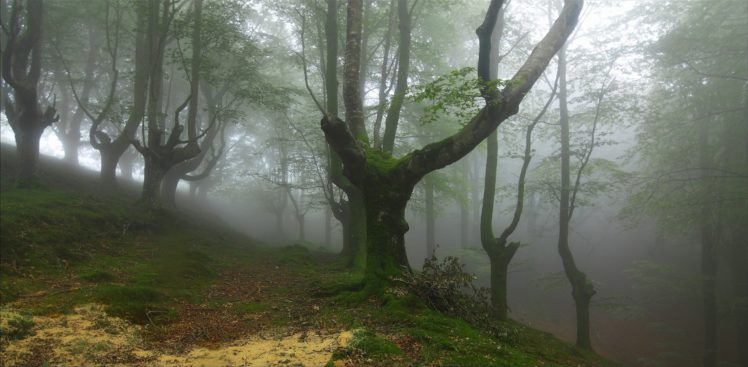 forest, Trees, Fog, Nature HD Wallpaper Desktop Background