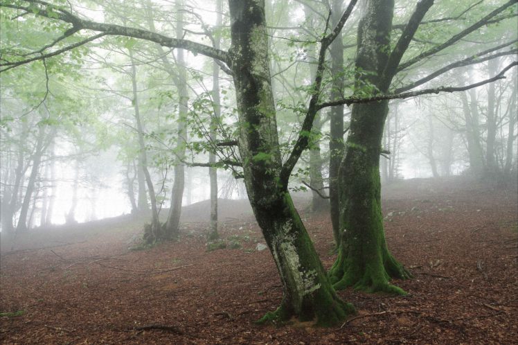 forest, Trees, Fog HD Wallpaper Desktop Background