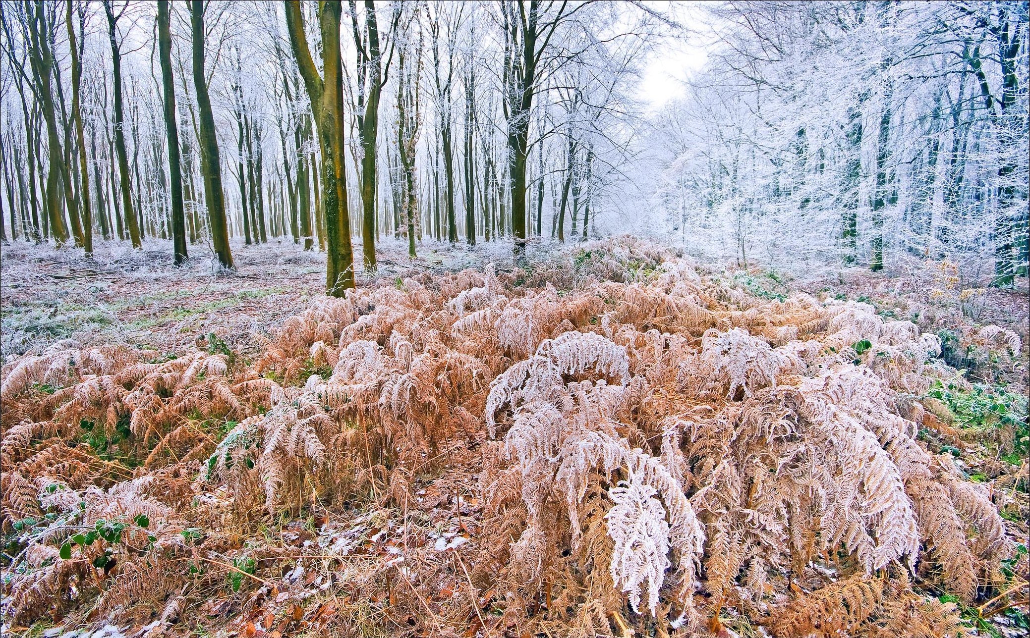 forest, Trees, Frost, Nature, Autumn Wallpaper