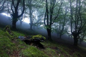 forest, Trees, Landscape, Mist, Fog