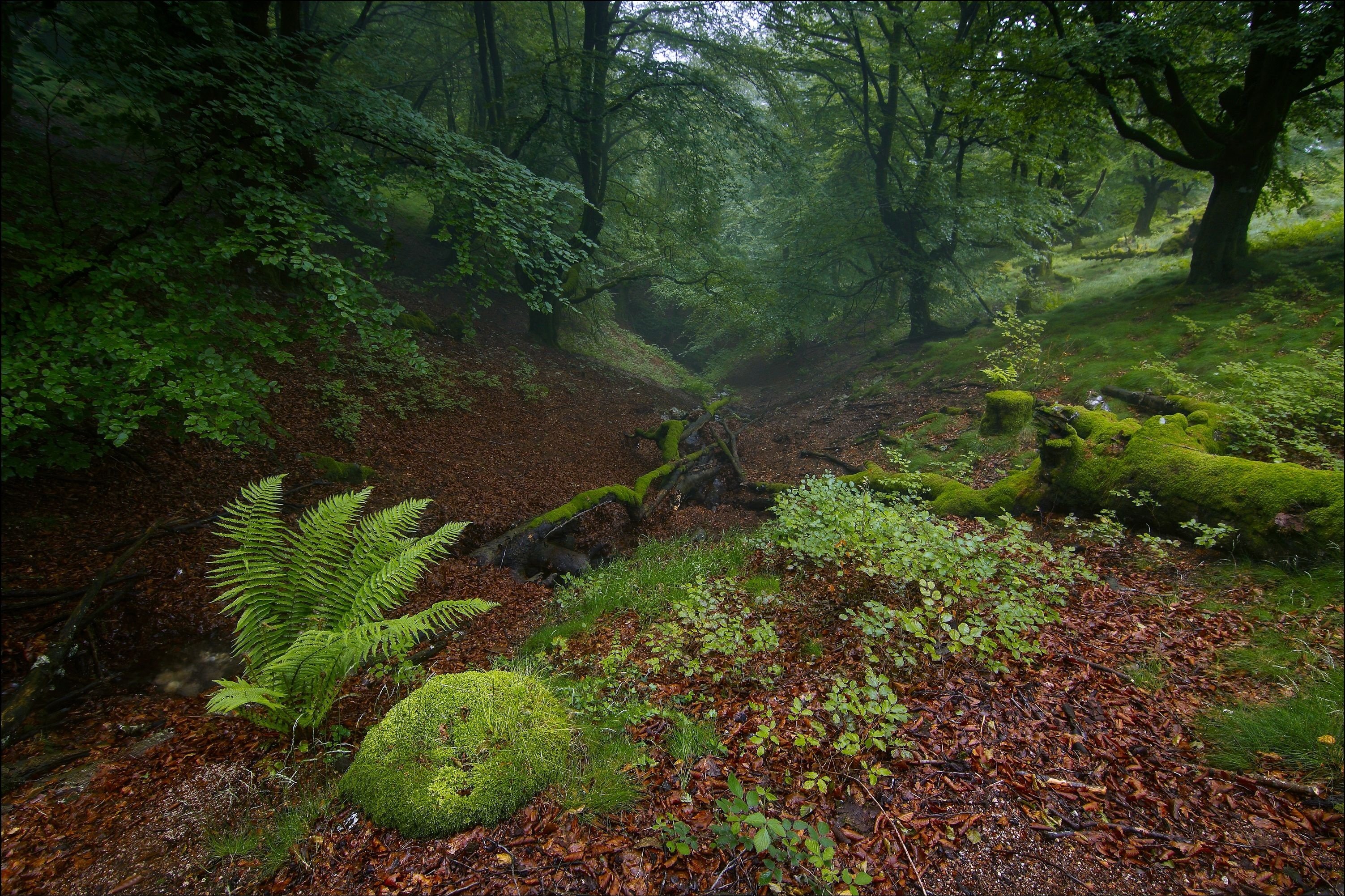 forest, Trees, Nature Wallpaper