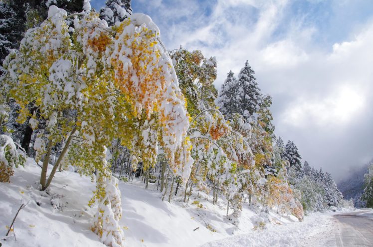 forest, Trees, Road, Landscape, Winter HD Wallpaper Desktop Background