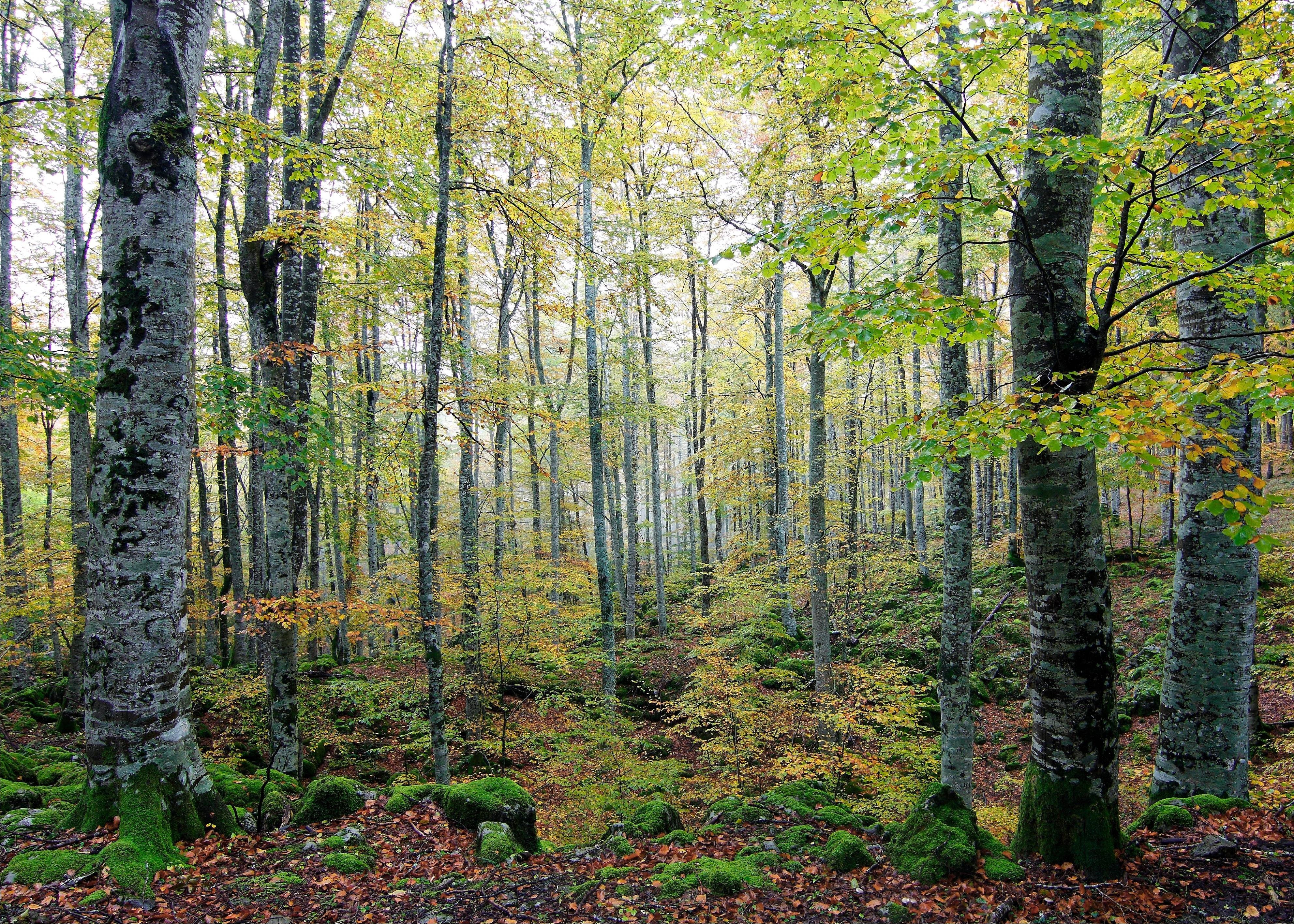 forest, Trees, Nature, Autumn Wallpaper