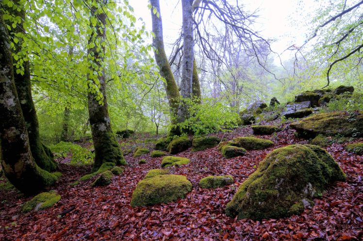 forest, Trees, Rocks, Nature HD Wallpaper Desktop Background