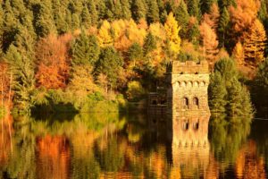 forest, Trees, Water, Reflection, Autumn, Nature