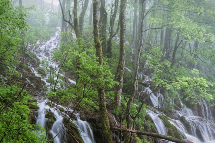forest, Waterfall, Trees, Landscape HD Wallpaper Desktop Background