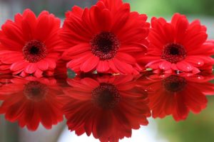gerberas, Red, Flowers