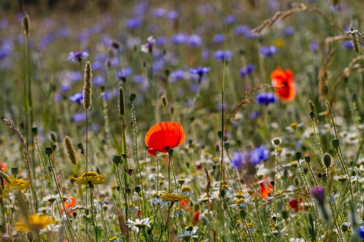 grass, Flowers, Poppy, Daisy, Close up HD Wallpaper Desktop Background