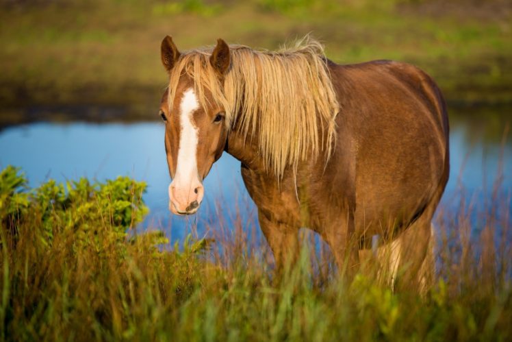 horse, Face, Grass, Pasture HD Wallpaper Desktop Background