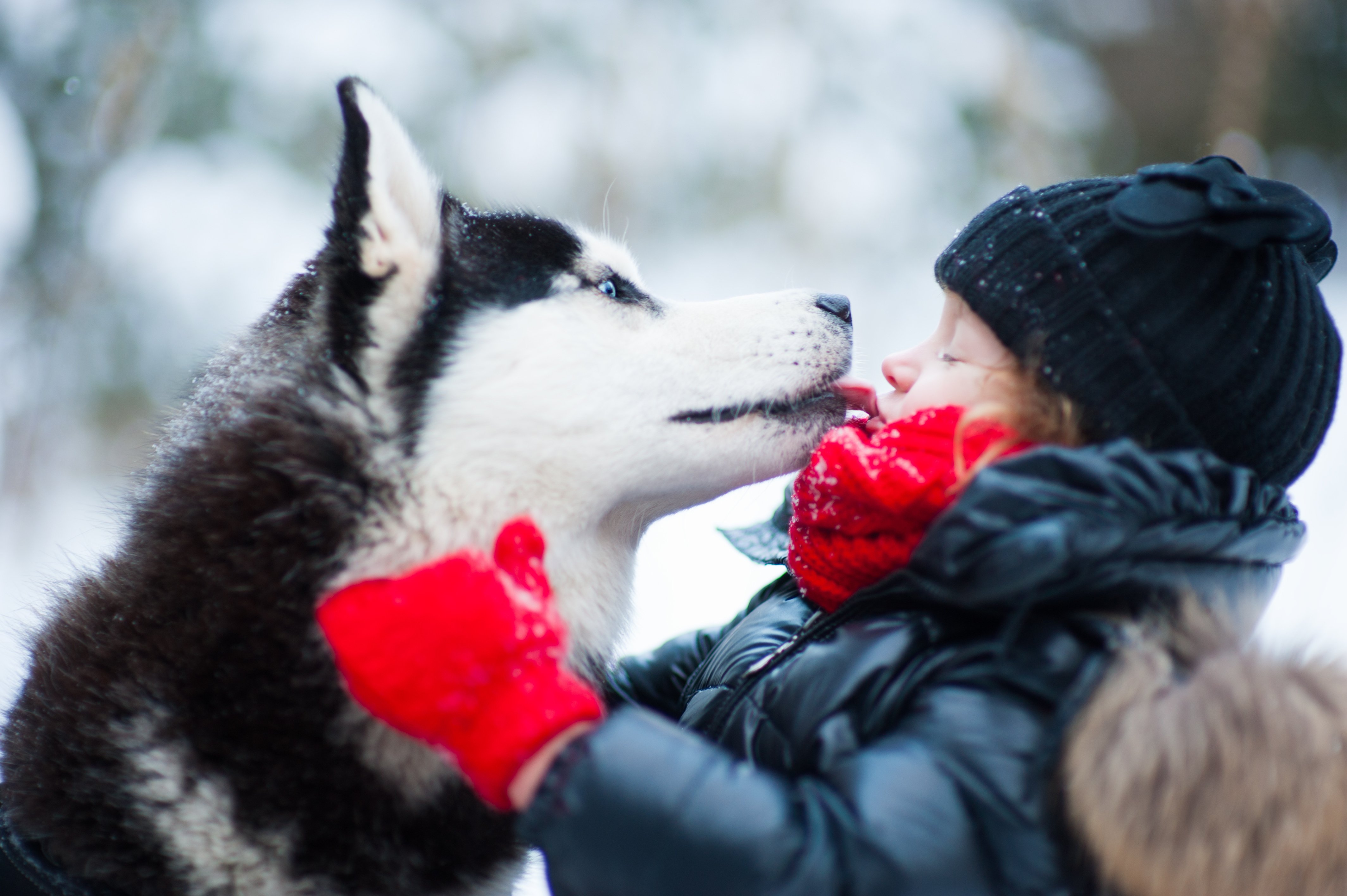 husky, Winter, Dog, Child, Mood, Love Wallpaper