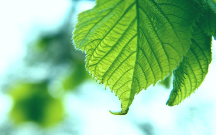 green, Leaf, With, Jagged, Edge HD Wallpaper Desktop Background