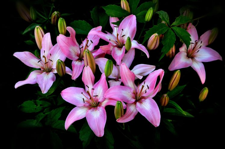 lilies, Flora HD Wallpaper Desktop Background