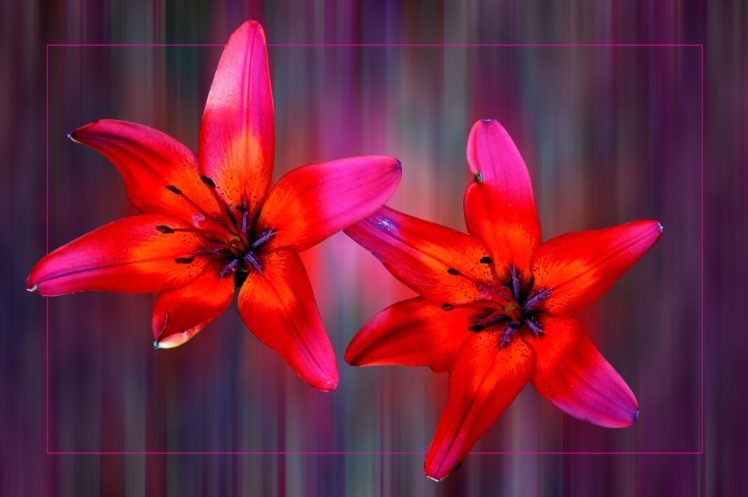 lilies, Flowers, Flora HD Wallpaper Desktop Background