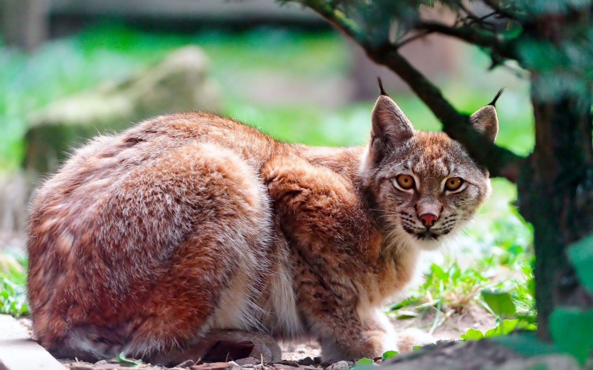 lynx, Bobcat, Cat Wallpaper