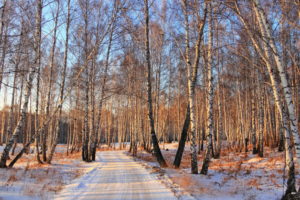 roads, Path, Trail, Landscapes, Forest, Winter, Snow