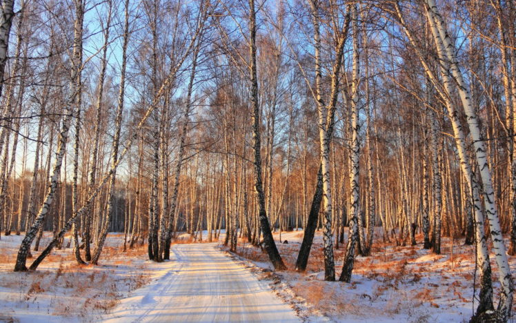 roads, Path, Trail, Landscapes, Forest, Winter, Snow HD Wallpaper Desktop Background