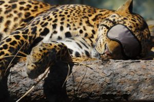 sleeping, Leopards