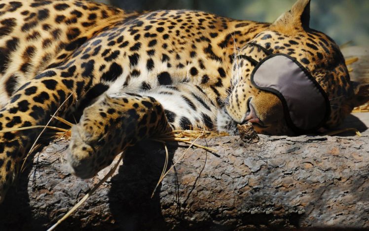 sleeping, Leopards HD Wallpaper Desktop Background